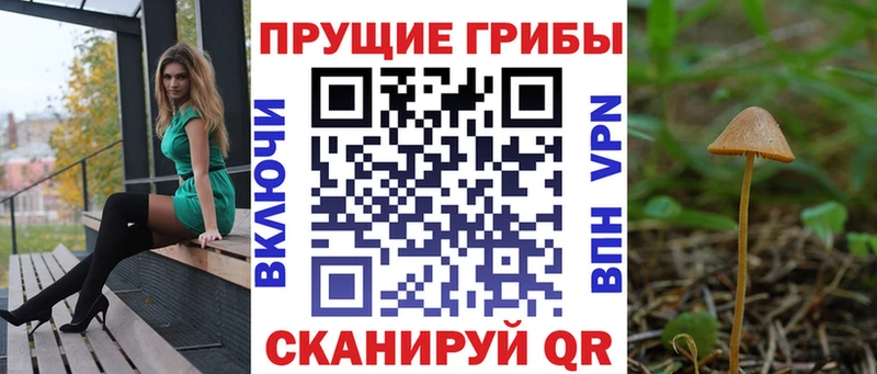 купить наркоту  Дмитровск  omg   Псилоцибиновые грибы Psilocybe 